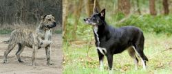 Perro de Presa Mallorquin vs Lapponian Herder - Breed Comparison