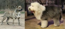 Perro de Presa Mallorquin vs Old English Sheepdog - Breed Comparison