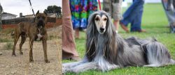 Perro de Toro vs Afghan Hound - Breed Comparison