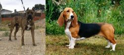 Perro de Toro vs Basset Artesien Normand - Breed Comparison