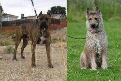 Perro de Toro vs Belgian Shepherd Dog (Laekenois) - Breed Comparison
