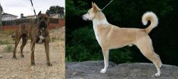 Perro de Toro vs Canaan Dog - Breed Comparison
