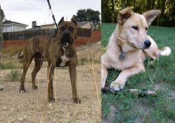 Perro de Toro vs Carolina Dog - Breed Comparison