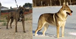 Perro de Toro vs Czechoslovakian Wolfdog - Breed Comparison
