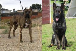Perro de Toro vs East German Shepherd - Breed Comparison