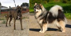 Perro de Toro vs Finnish Lapphund - Breed Comparison