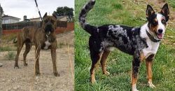 Perro de Toro vs German Coolie - Breed Comparison