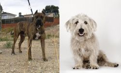 Perro de Toro vs Glen of Imaal Terrier - Breed Comparison