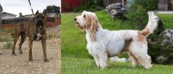 Perro de Toro vs Grand Griffon Vendeen - Breed Comparison