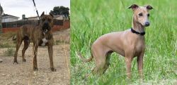 Perro de Toro vs Italian Greyhound - Breed Comparison