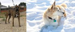 Perro de Toro vs Labrador Husky - Breed Comparison