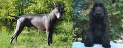 Peruvian Hairless vs American Cocker Spaniel - Breed Comparison