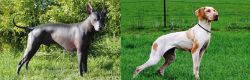 Peruvian Hairless vs Ariege Pointer - Breed Comparison