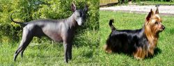 Peruvian Hairless vs Australian Silky Terrier - Breed Comparison
