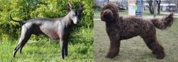 Peruvian Hairless vs Barbet - Breed Comparison