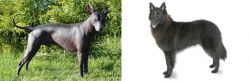 Peruvian Hairless vs Belgian Shepherd - Breed Comparison
