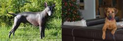 Peruvian Hairless vs Black Mouth Cur - Breed Comparison