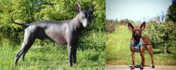 Peruvian Hairless vs Bospin - Breed Comparison