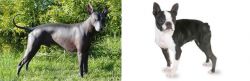 Peruvian Hairless vs Boston Terrier - Breed Comparison