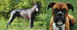 Peruvian Hairless vs Boxer - Breed Comparison