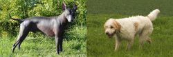 Peruvian Hairless vs Briquet Griffon Vendeen - Breed Comparison