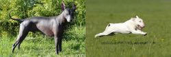 Peruvian Hairless vs Bull Terrier - Breed Comparison