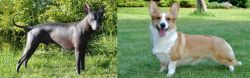 Peruvian Hairless vs Cardigan Welsh Corgi - Breed Comparison