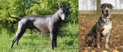 Peruvian Hairless vs Catahoula Leopard - Breed Comparison