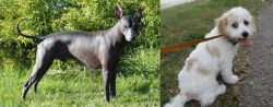 Peruvian Hairless vs Cavachon - Breed Comparison