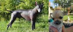 Peruvian Hairless vs Chihuahua - Breed Comparison