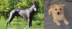 Peruvian Hairless vs Chipoo - Breed Comparison