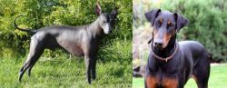 Peruvian Hairless vs Doberman Pinscher - Breed Comparison