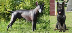 Peruvian Hairless vs East German Shepherd - Breed Comparison