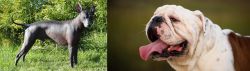 Peruvian Hairless vs English Bulldog - Breed Comparison