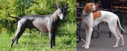 Peruvian Hairless vs English Pointer - Breed Comparison