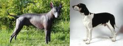 Peruvian Hairless vs Francais Blanc et Noir - Breed Comparison