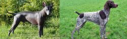 Peruvian Hairless vs German Shorthaired Pointer - Breed Comparison