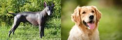Peruvian Hairless vs Golden Retriever - Breed Comparison