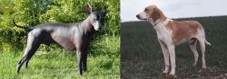 Peruvian Hairless vs Grand Anglo-Francais Blanc et Orange - Breed Comparison