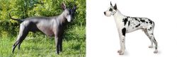 Peruvian Hairless vs Great Dane - Breed Comparison