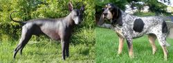 Peruvian Hairless vs Griffon Bleu de Gascogne - Breed Comparison