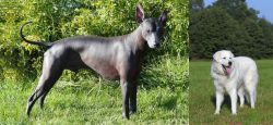 Peruvian Hairless vs Kuvasz - Breed Comparison