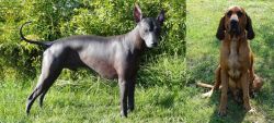 Peruvian Hairless vs Majestic Tree Hound - Breed Comparison