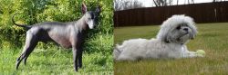 Peruvian Hairless vs Mal-Shi - Breed Comparison