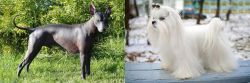 Peruvian Hairless vs Maltese - Breed Comparison
