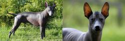 Peruvian Hairless vs Mexican Hairless - Breed Comparison