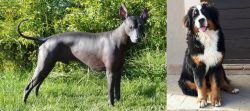Peruvian Hairless vs Mountain Burmese - Breed Comparison
