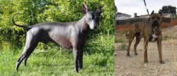 Peruvian Hairless vs Perro de Toro - Breed Comparison