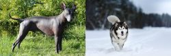 Peruvian Hairless vs Siberian Husky - Breed Comparison