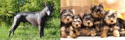 Peruvian Hairless vs Yorkshire Terrier - Breed Comparison